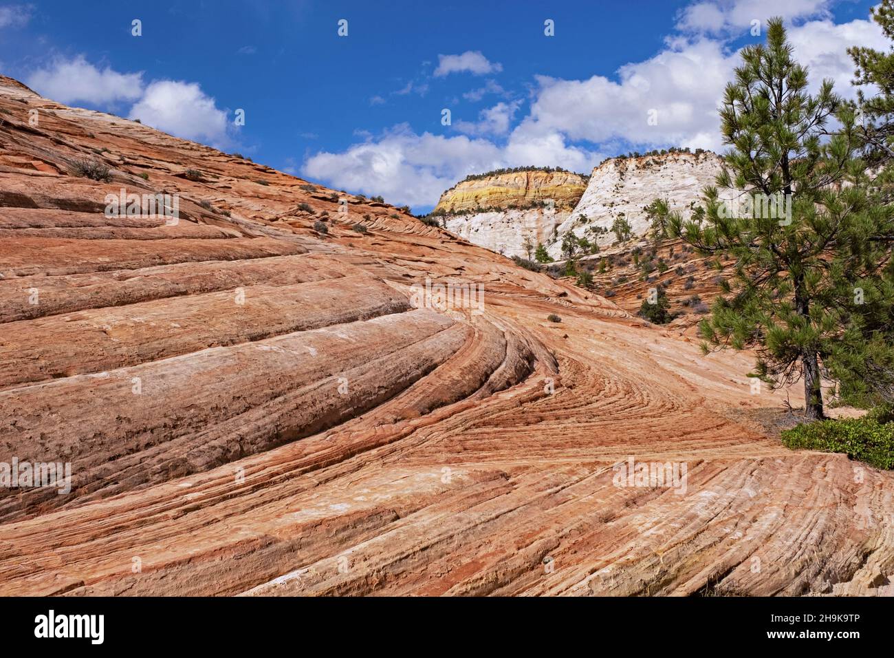 Red sandstone layered rock formations in Zion National Park, Utah, United States, USA Stock Photo