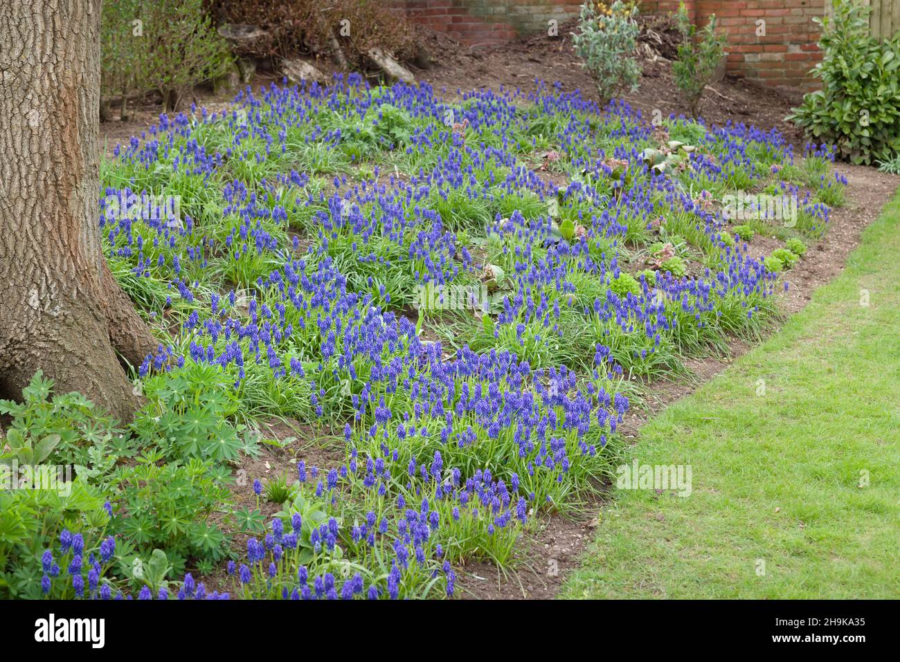 Grape hyacinth flowers (Muscari Armeniacum), bulb plants flowering in