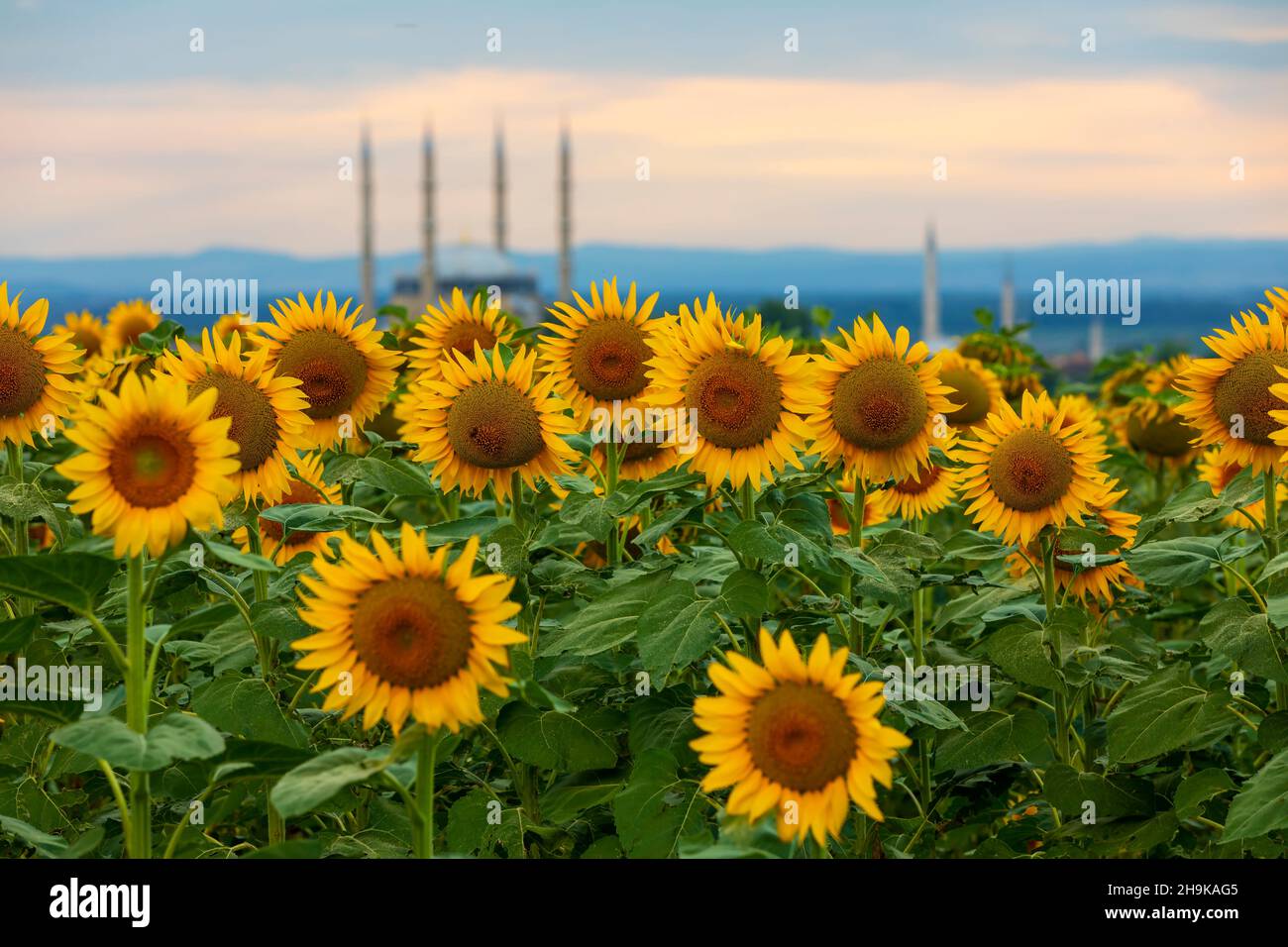 Calendrier Plantation Fleurs 2023 Ami Flower High Resolution Stock Photography And Images - Alamy