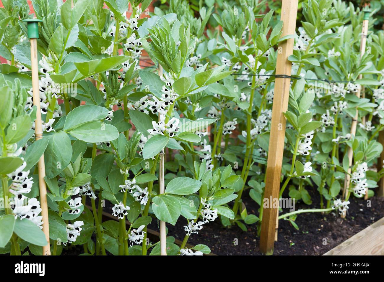 Closeup of broad beans (fava beans) plants growing with flowers Stock Photo