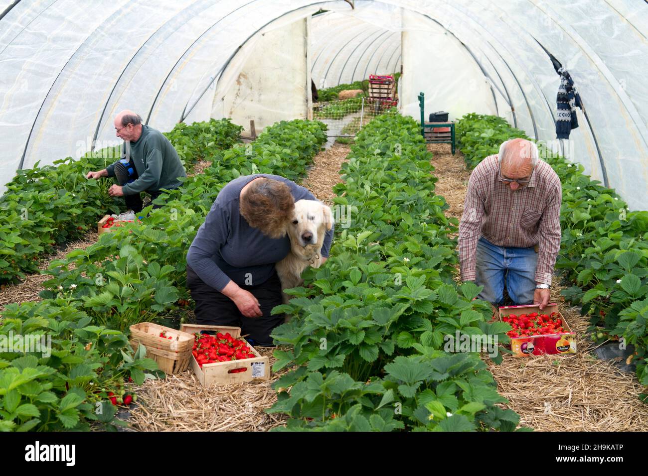 the growing of strawberries in PlougastelDaoulas ,Brittany ,France