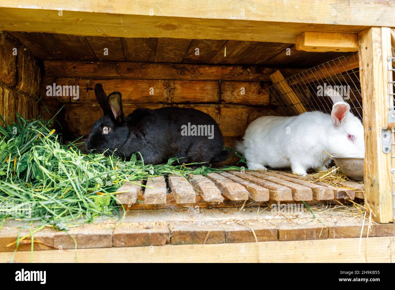 Small feeding white and black rabbits chewing grass in rabbithutch on