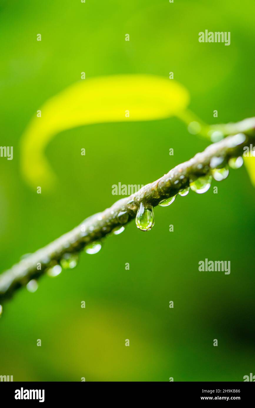 Drop Of Water Dripping From Leaf On Blurred Green Background Stock