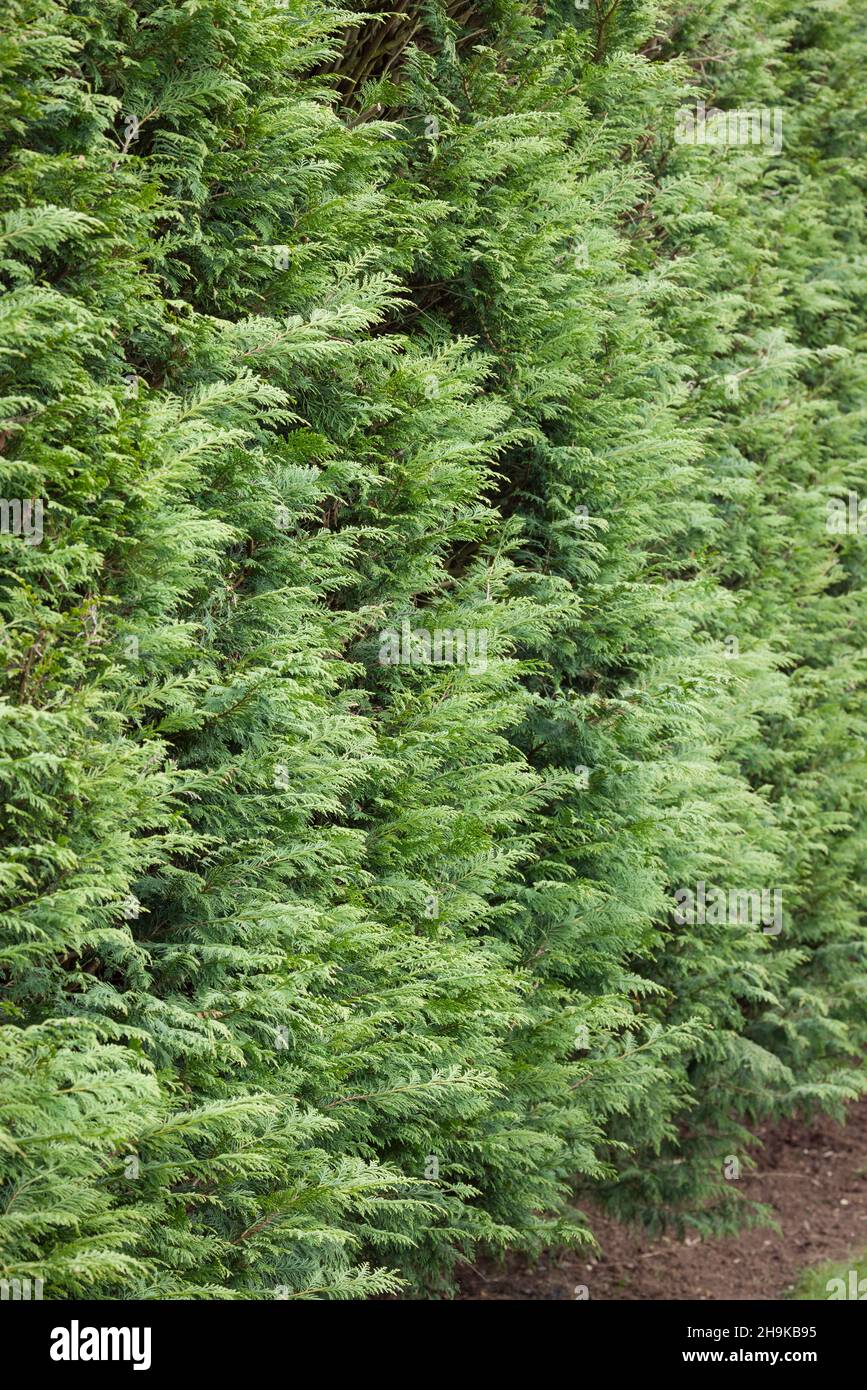 Evergreen leylandii hedge, detail of conifer boundary hedging in a UK garden Stock Photo