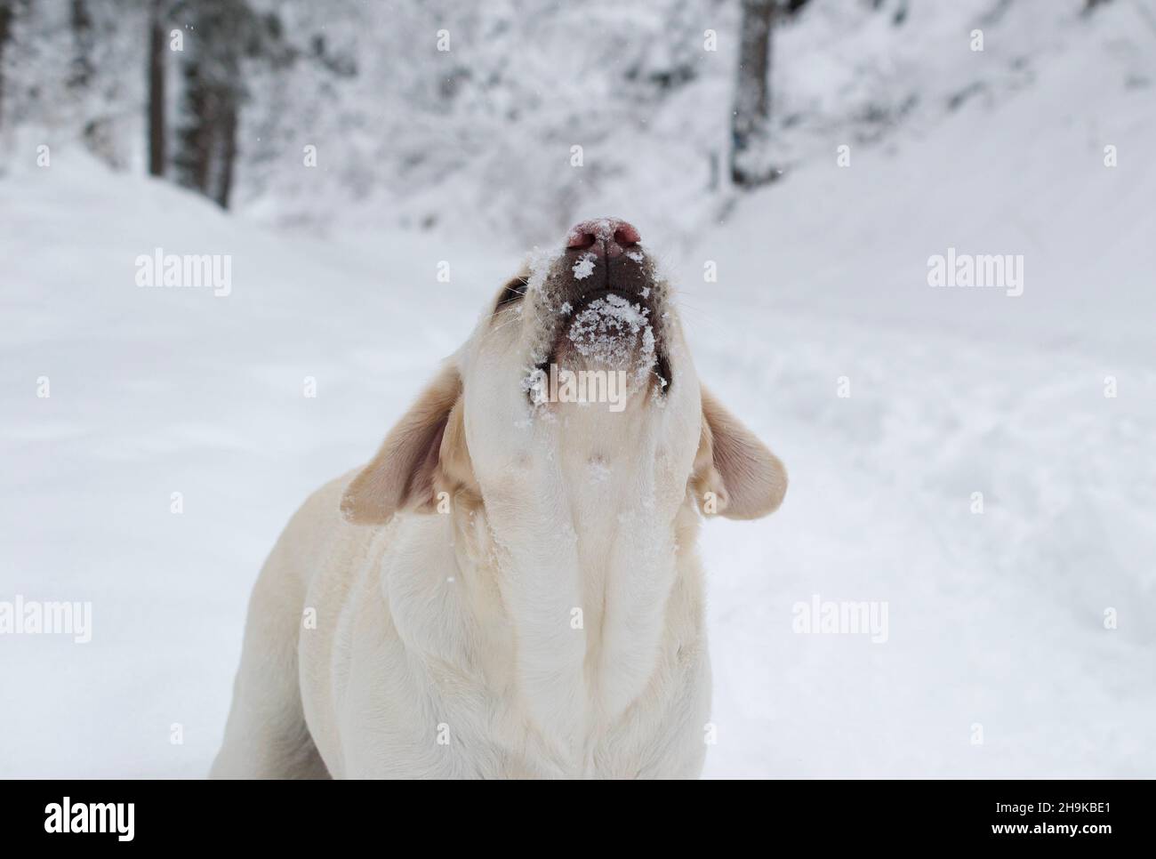 labrador retrivier, fun in the snow Stock Photo