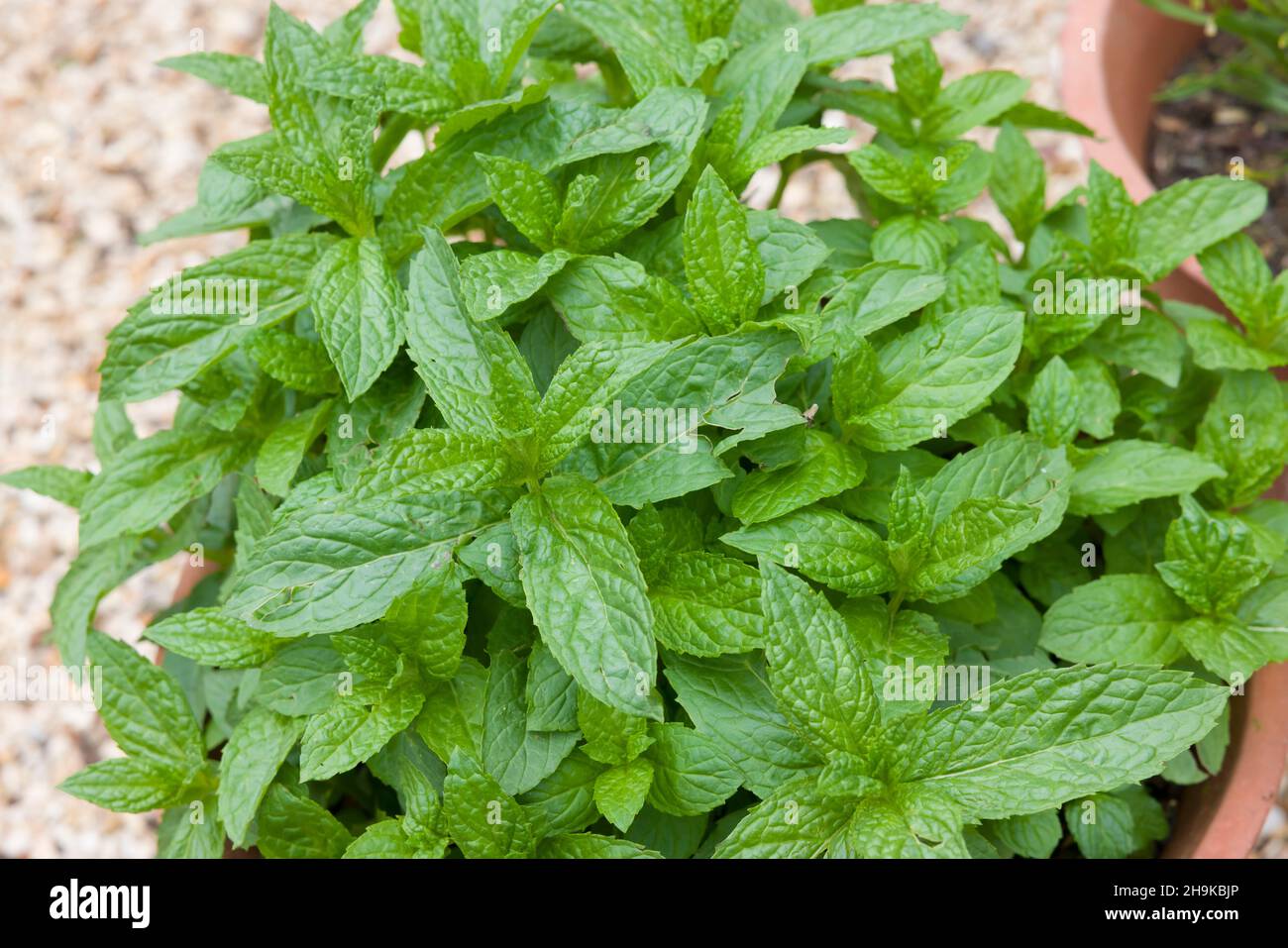 Mint plant in a pot. Fresh mint (mentha spicata) herb garden, UK Stock Photo - Alamy