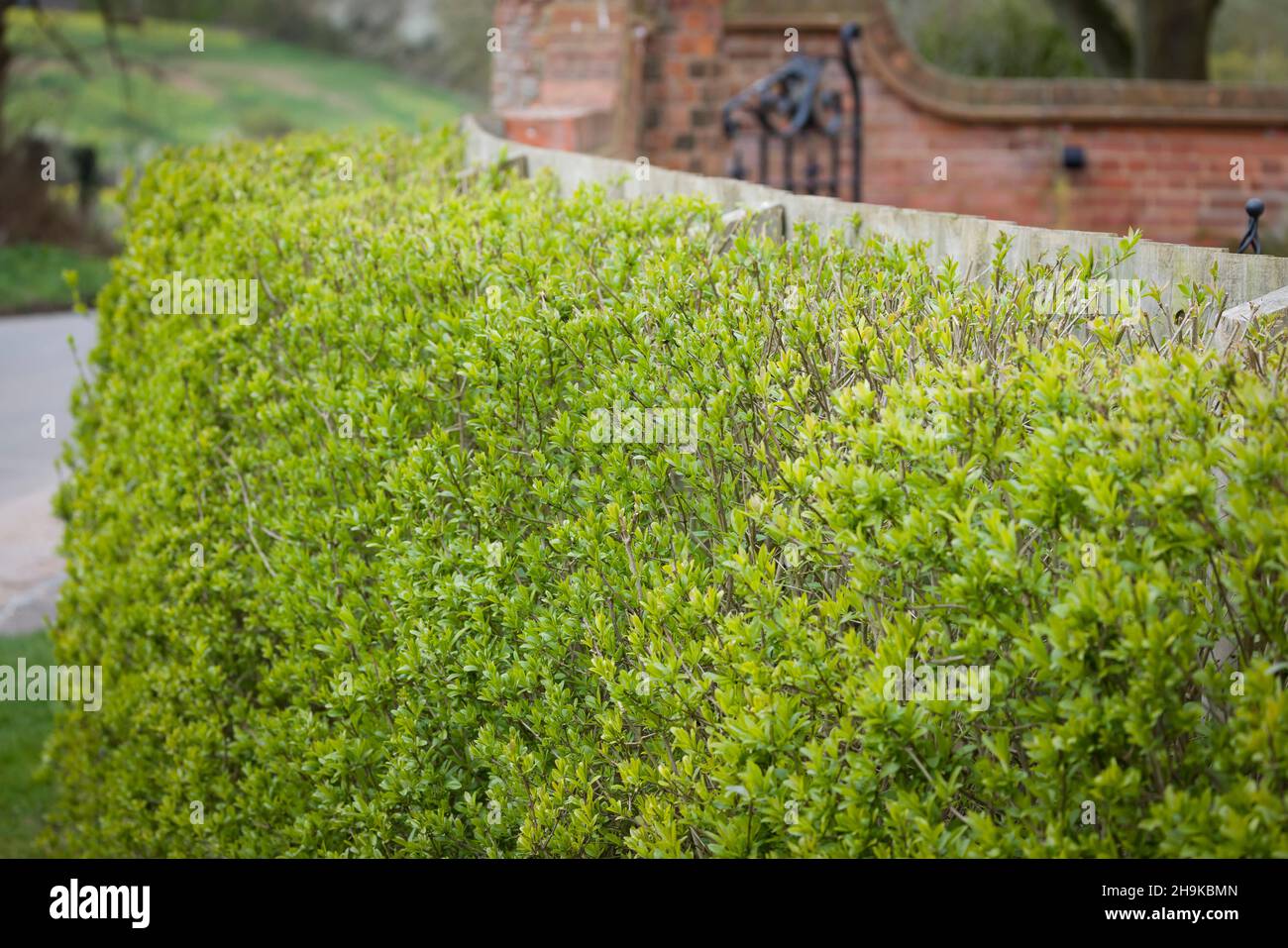Privet hedge outside UK garden, ligustrum vulgare (wild privet) Stock Photo