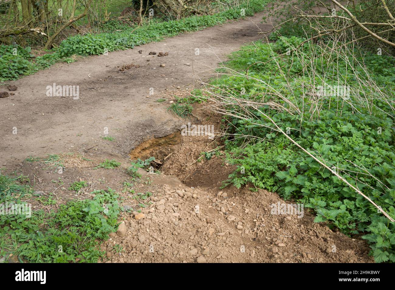 Badger sett burrow, damage on the edge of a bridlepath or footpath in Buckinghamshire, UK Stock Photo