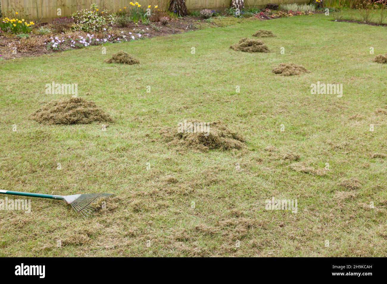 Raking lawn to remove moss from grass after scarifying in a UK garden Stock Photo