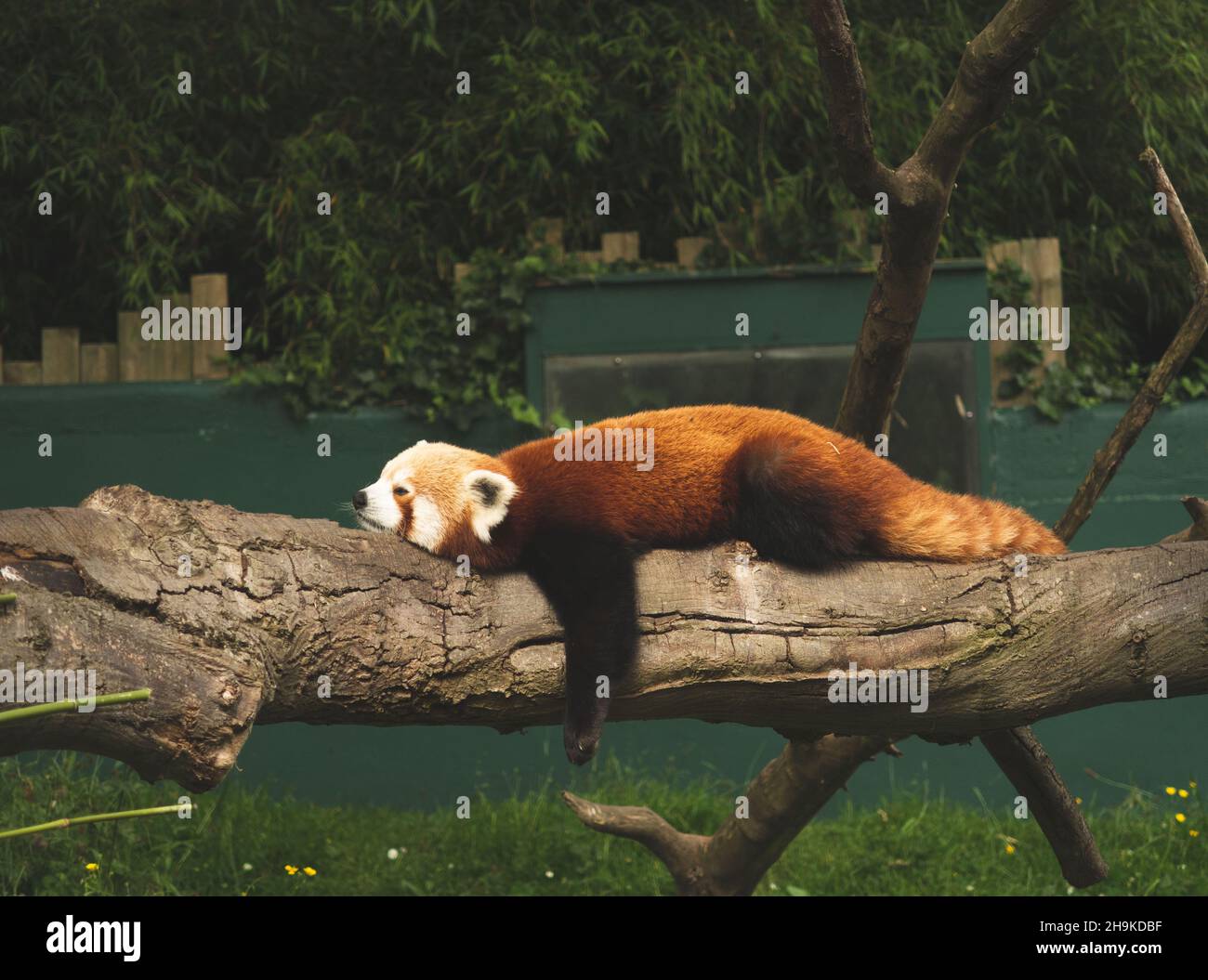 Red or lesser panda Ailurus fulgens is resting on a tree. Stock Photo