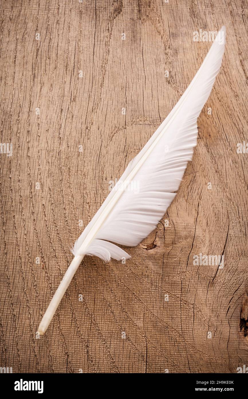 Feather, bird feather, wood, old, old, white, white, board, beautiful, delicate, individually, escape unscathed, structure, write, lying, brown, detai Stock Photo