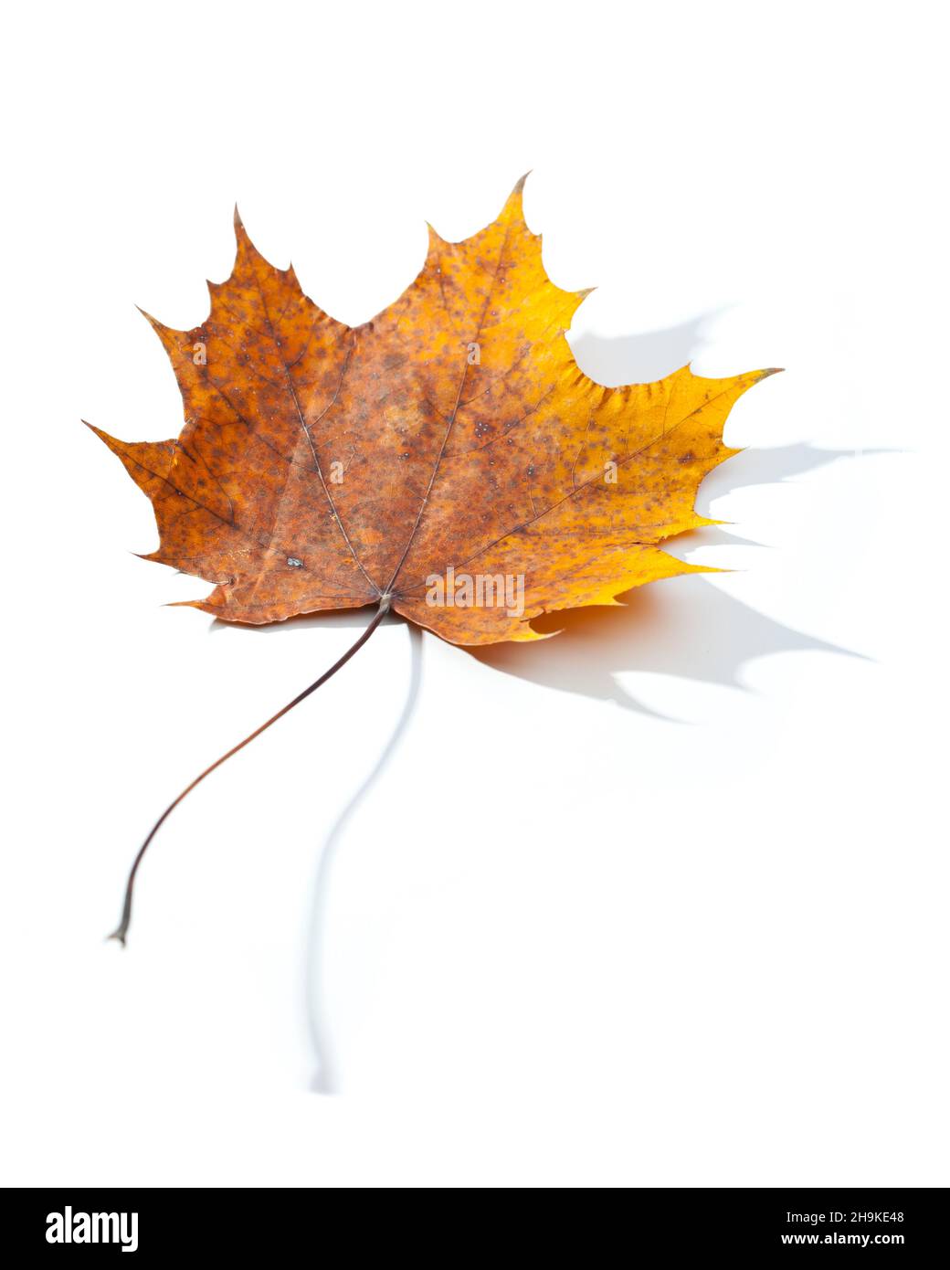 maple, leaf, shadow, old, stalk, stem, white, background, fallen, lying, yellow, brown, withered, single, one, alone, diagonal, oblique, tips, corrupt Stock Photo