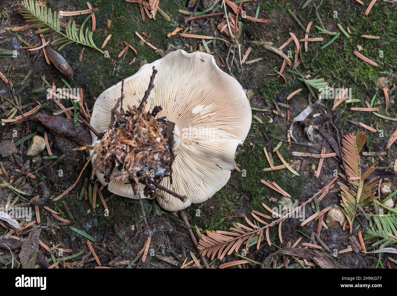 Fungus - Clouded Funnel (Clitocybe nebularis) Stock Photo