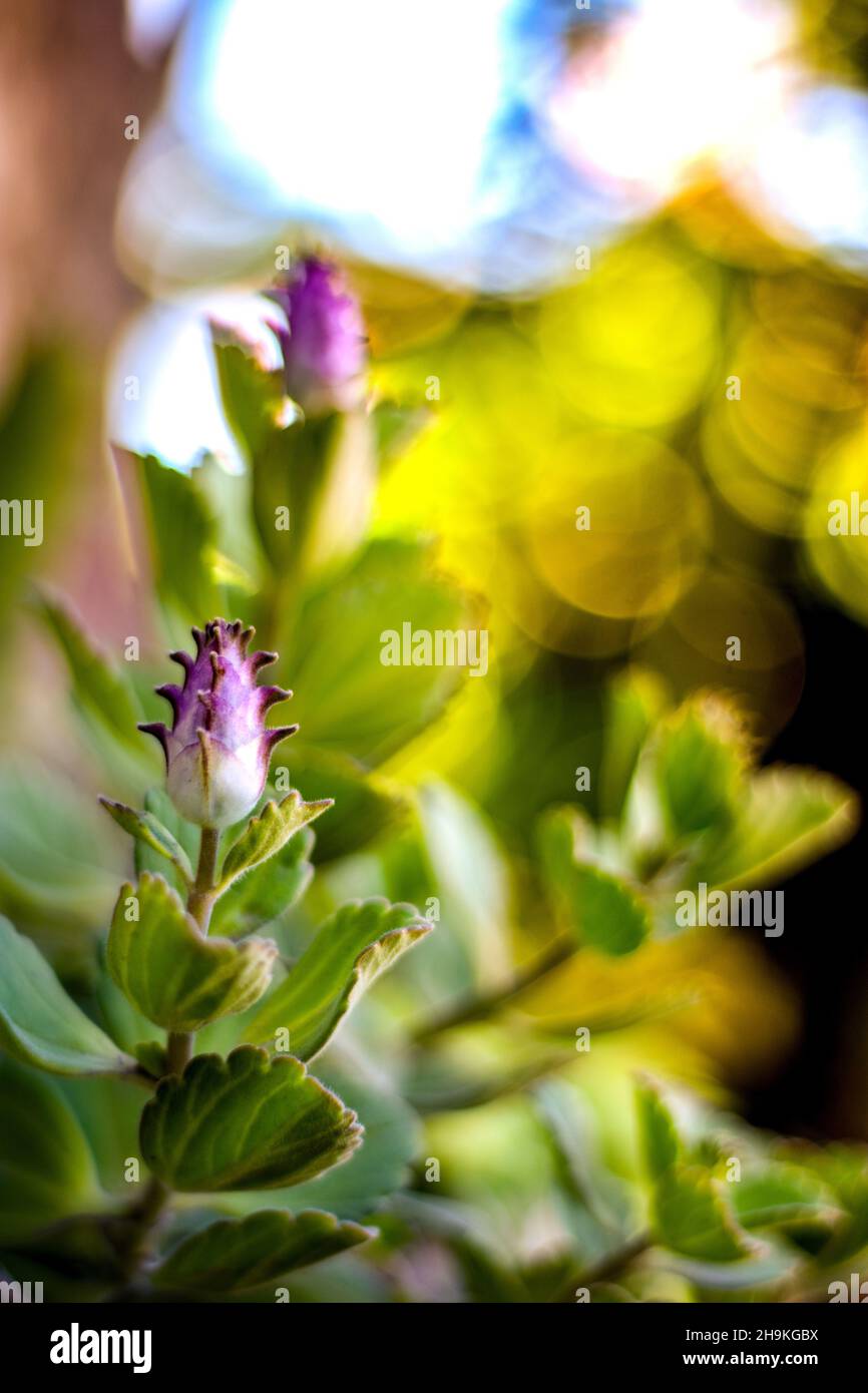 Closeup of a beautiful boldo plant Stock Photo