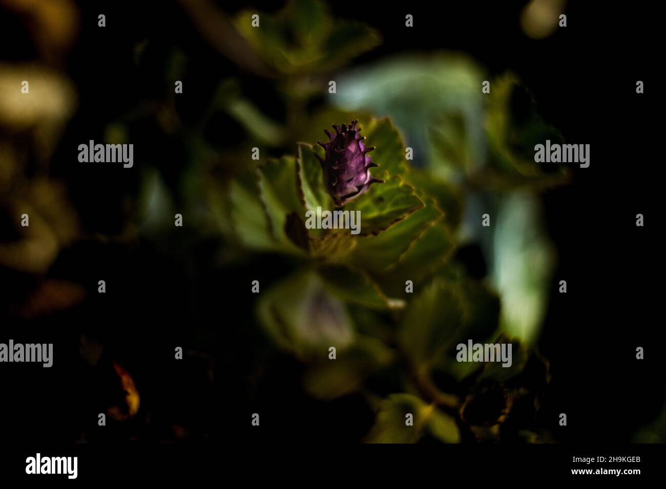 Selective of a blooming boldo plant at night Stock Photo