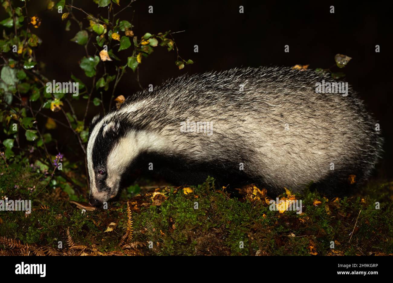 Badger, Scientific name: Meles Meles.  Wild, Eurasian badger foraging on a wet, rainy Autumn  night and sniffing at a mushroom.  Facing left.  Close u Stock Photo