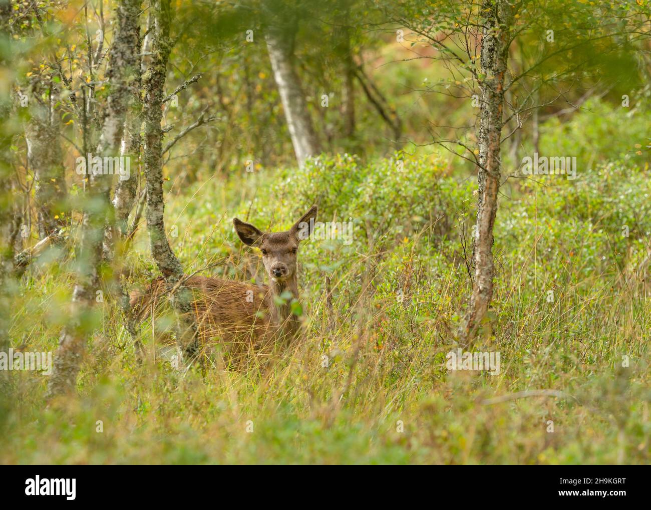 Wild, native, Red Deer hind or female deer, hiding in natural woodland habitat and facing forward.  in the beautiful glen of Glen Strathfarrar in the Stock Photo