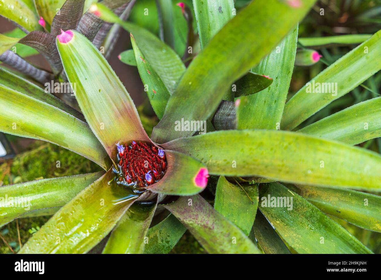 Close up view of Neoregelia Spectabilis tropical flower. Beautiful nature backgrounds. Stock Photo