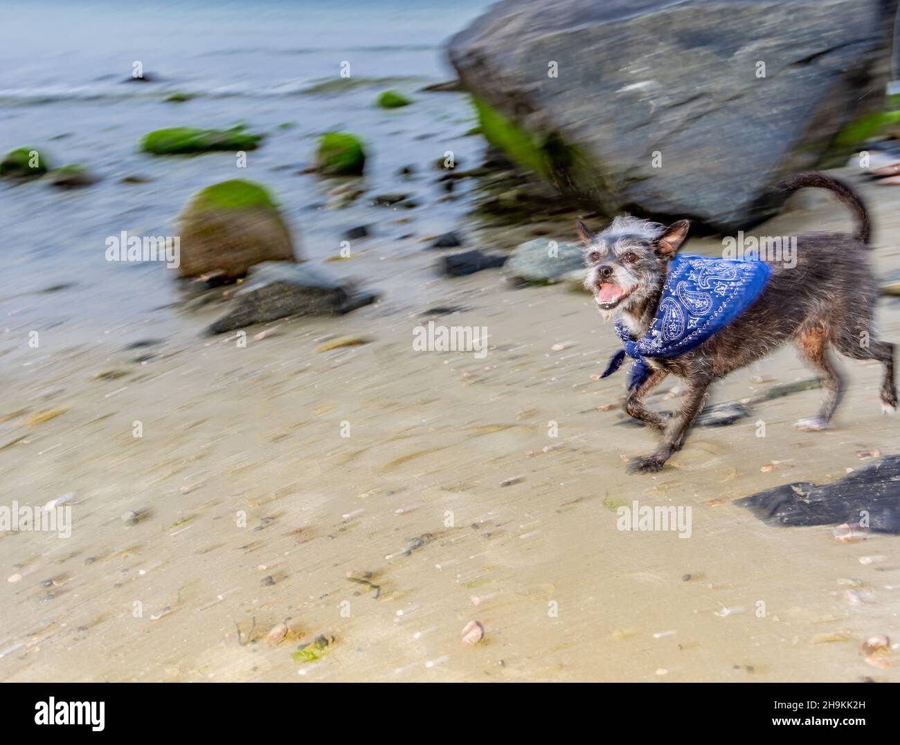 Funny looking dog running on a beach with a bandana on Stock Photo