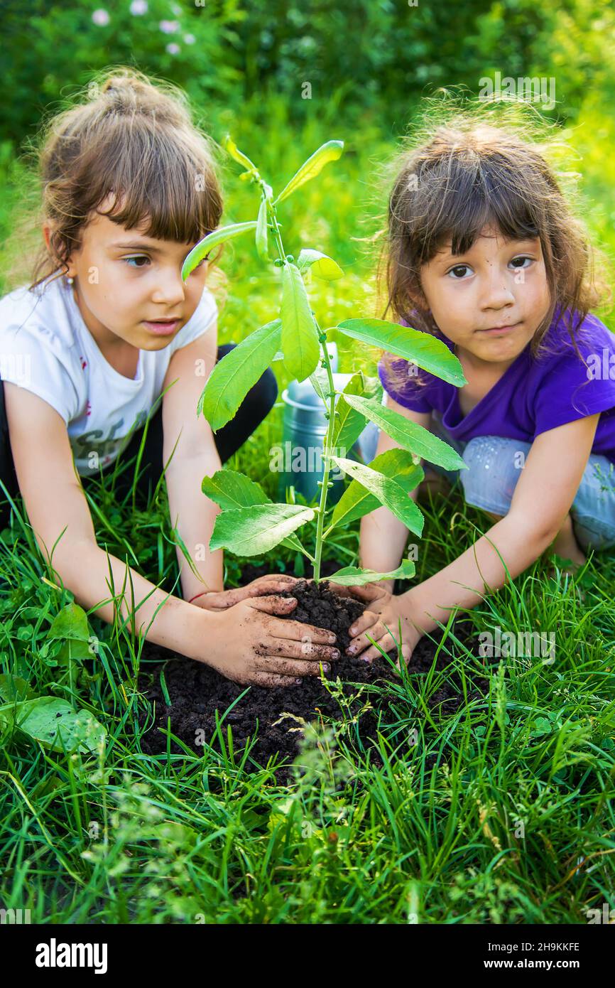The child is planting a tree together. Selective focus. Kid Stock Photo