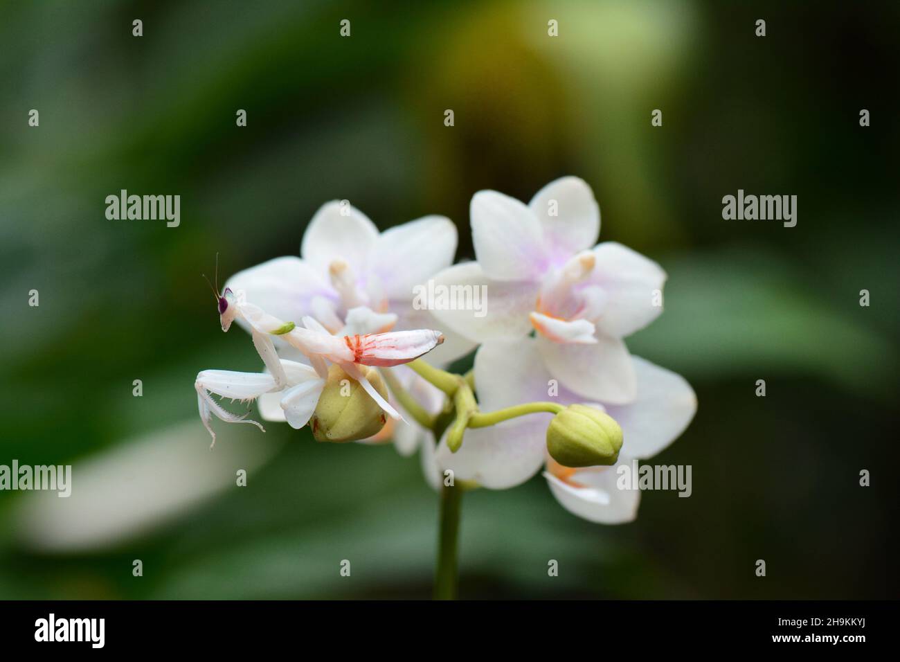 Walking Flower Mantis High Resolution Stock Photography and Images - Alamy