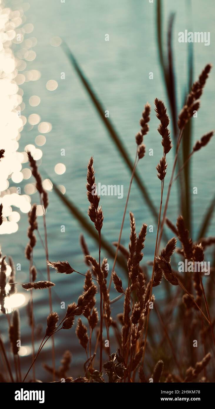 Vertical shot shiny river hi-res stock photography and images - Alamy