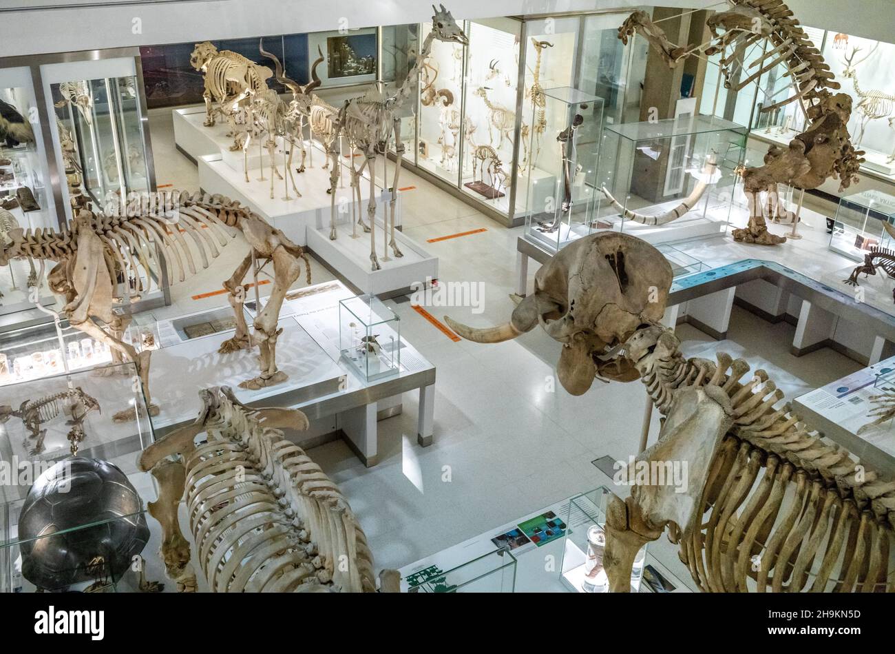 Elephant skeleton in museum hires stock photography and images Alamy