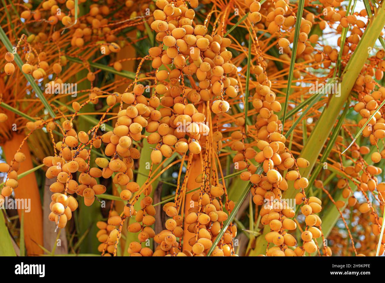Pindo jelly palm tree (butia capitata) yellow fruits, closeup detail Stock Photo