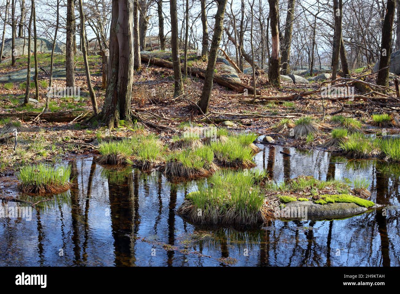 A wetland area with sedges, grass, and moss growing on rocks inside a forest in Hudson Highlands State Park, New York. Stock Photo