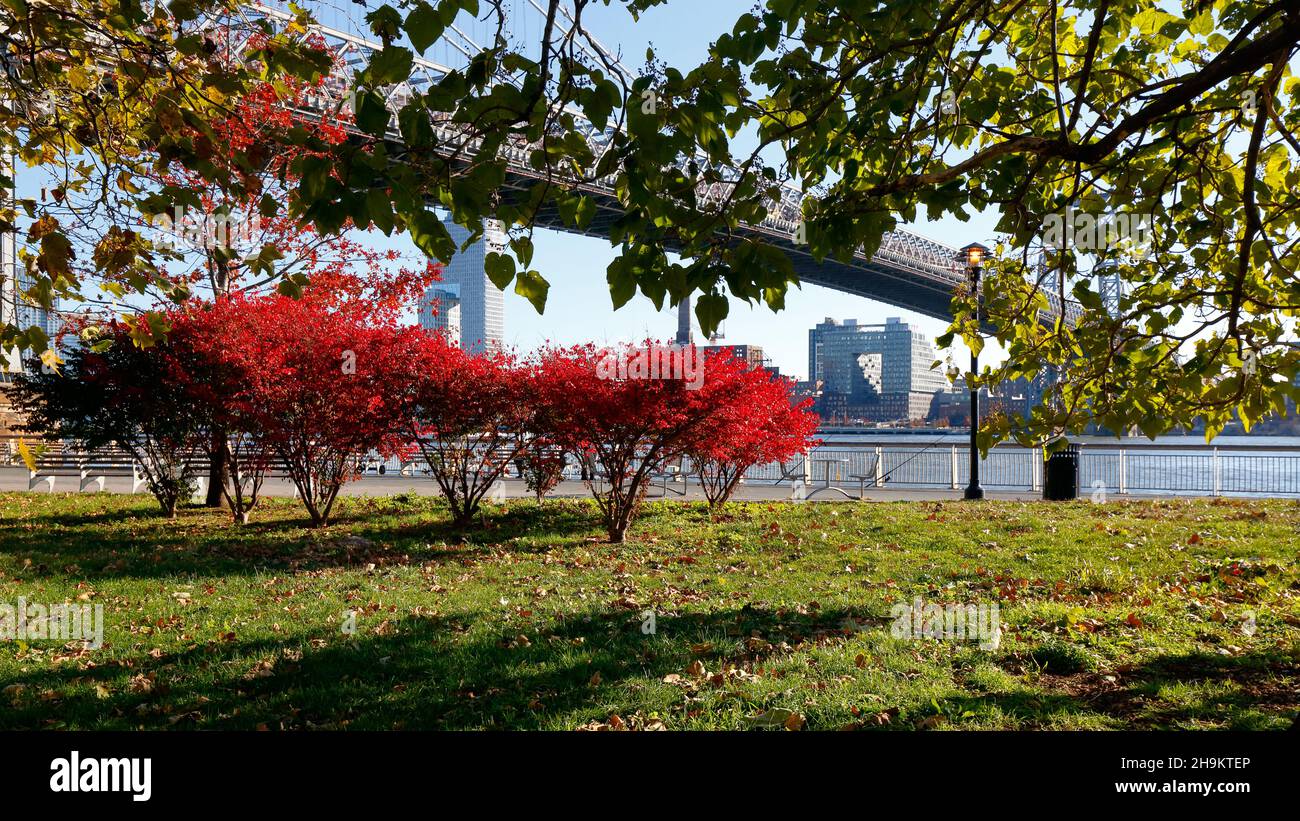 Red leaf Japanese Maple Trees in East River Park in the section south of Houston St, New York, NY. November 23, 2021. Stock Photo