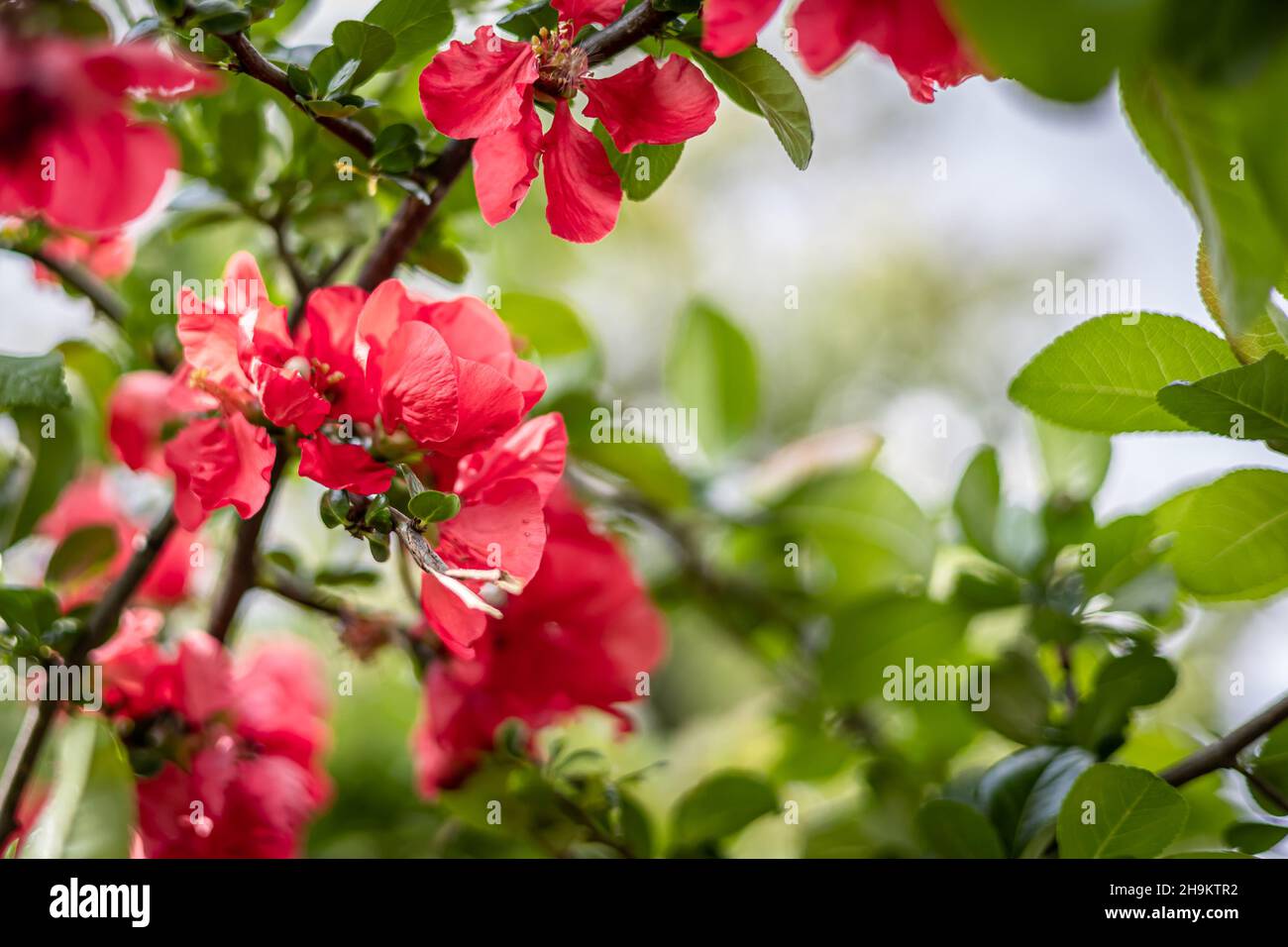 Blooming red Japanese quince as a spring background. Stock Photo