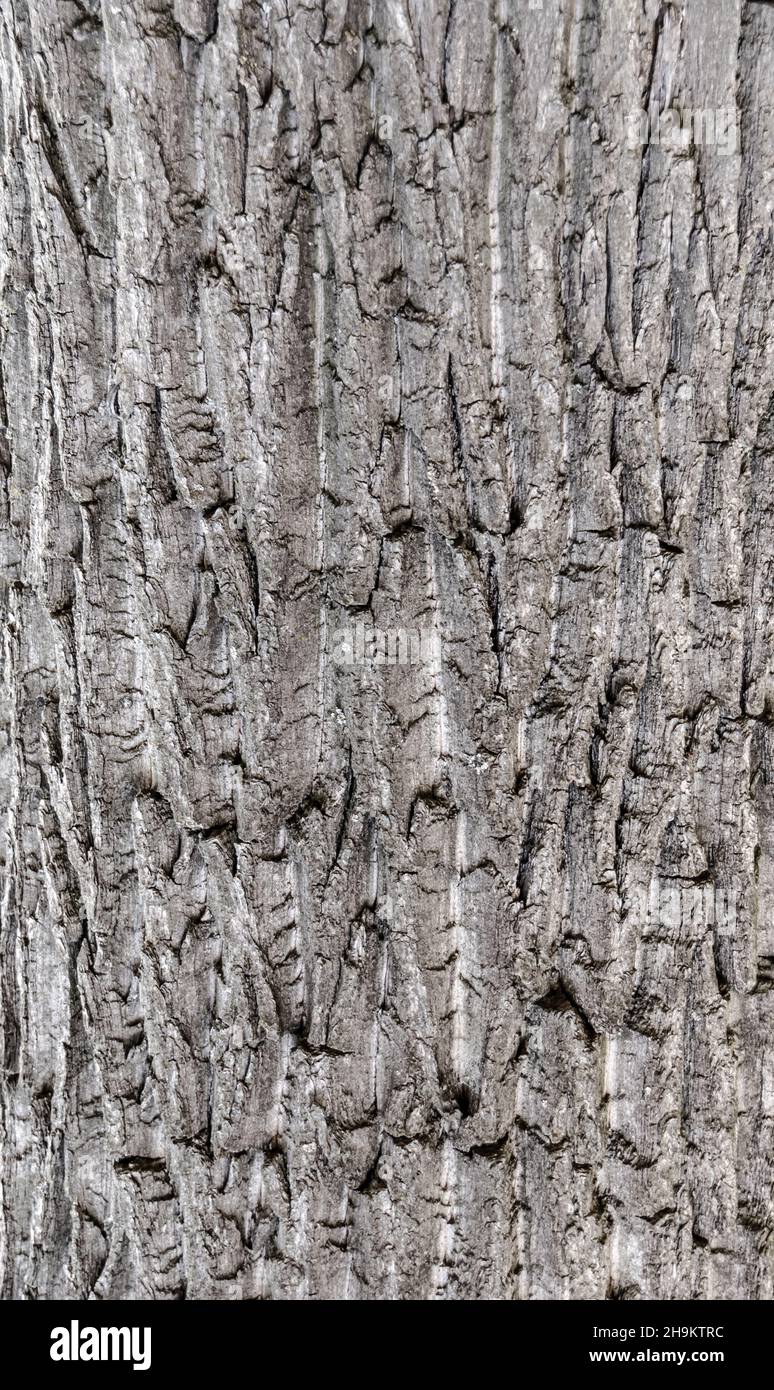 Old Wood Tree Texture Background Pattern Stock Photo - Alamy