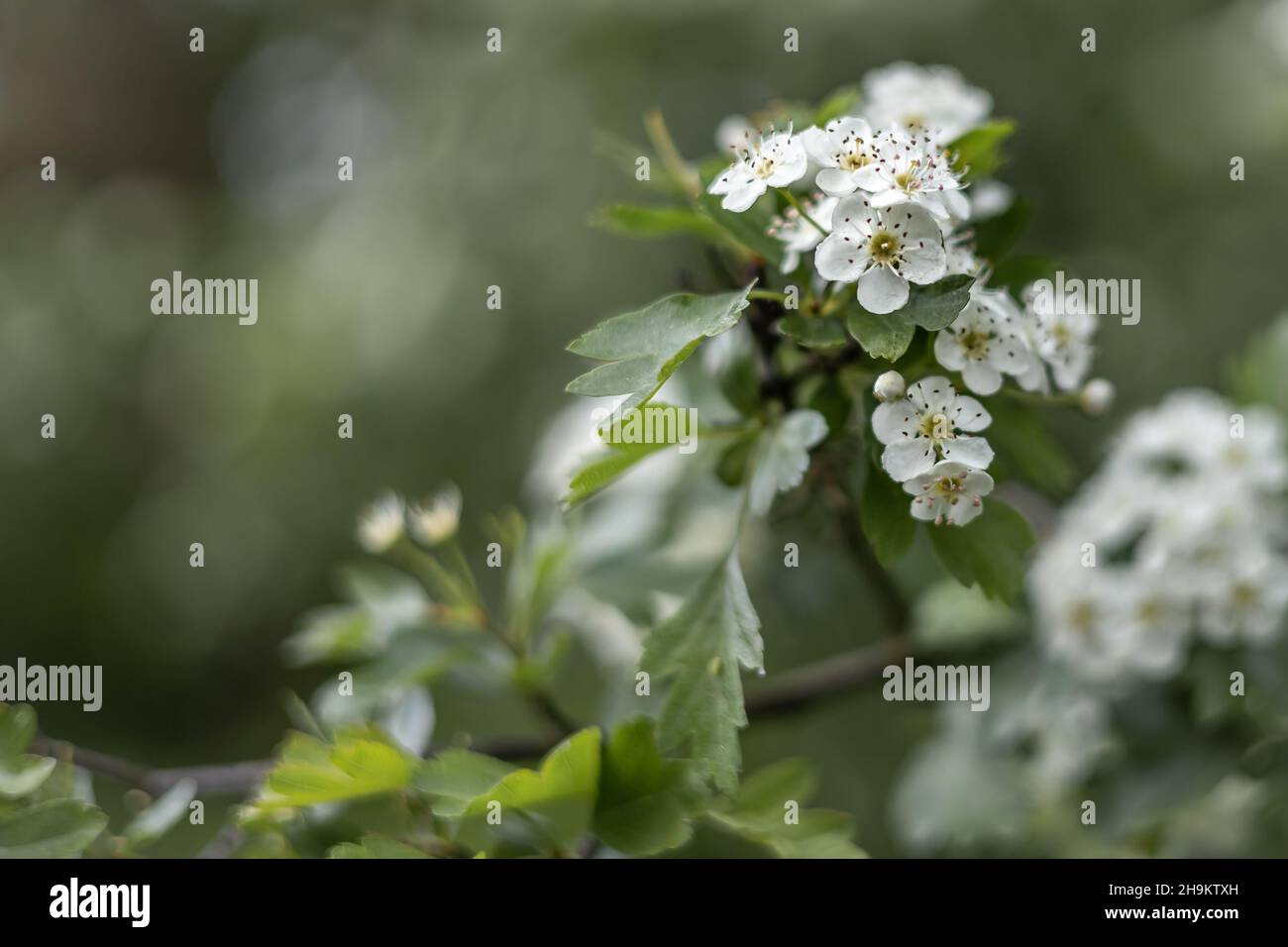 Blooming white hawthorn flowers on a blurred, green background. Stock Photo
