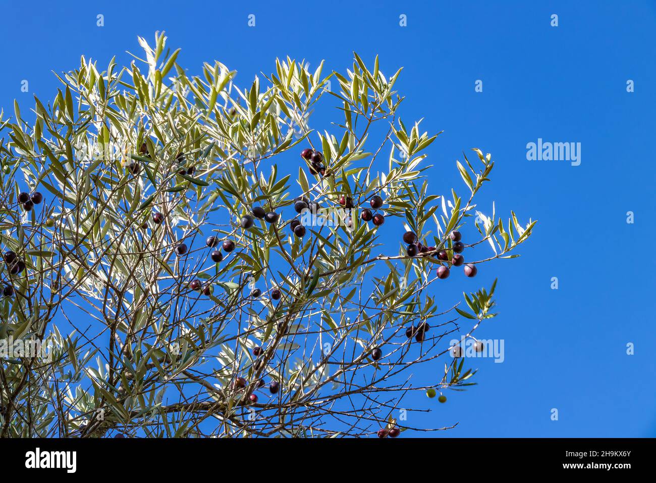 Black olives hanging on the branches of an olive tree Stock Photo Alamy