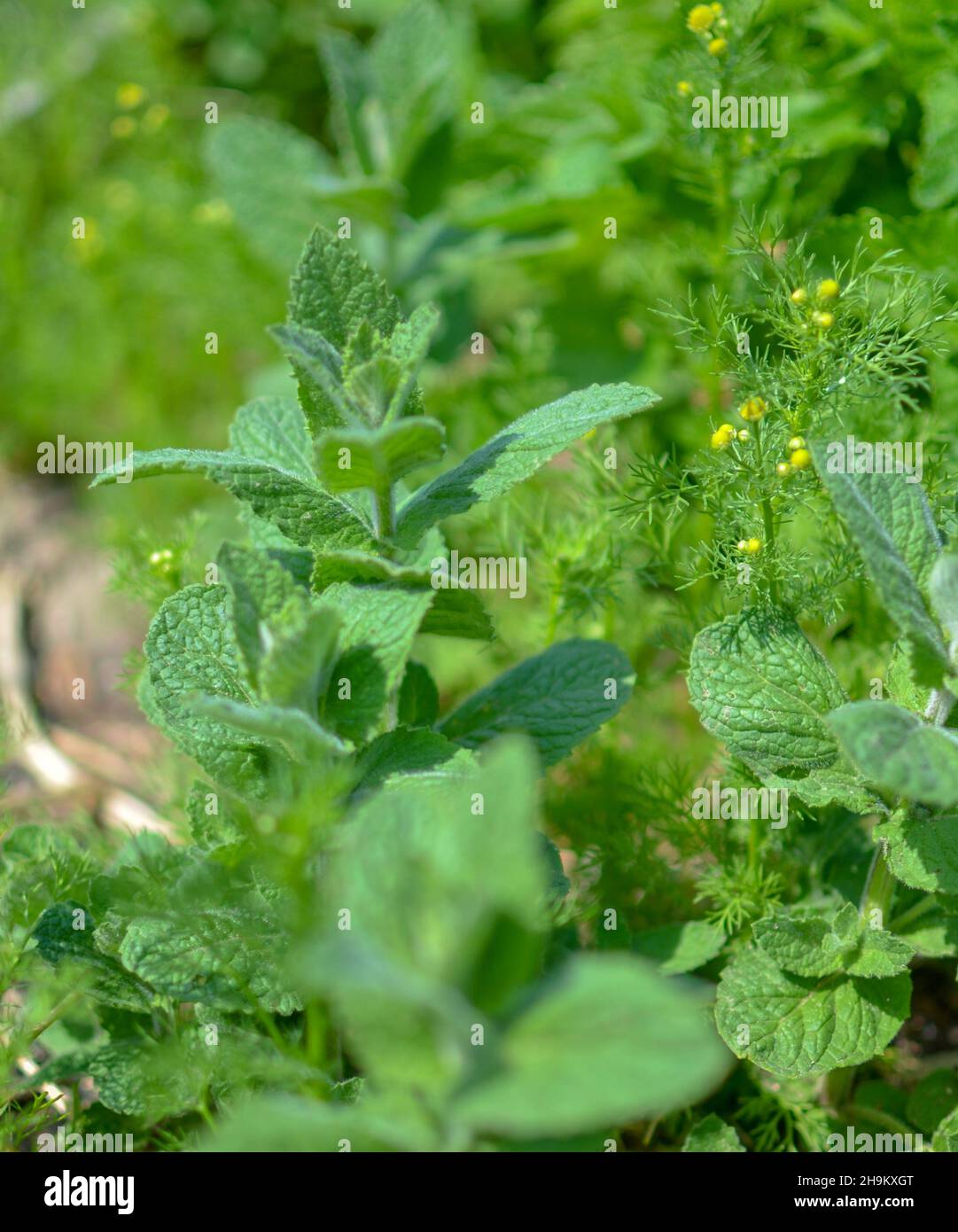 Mint chocolate herb plant hires stock photography and images Alamy