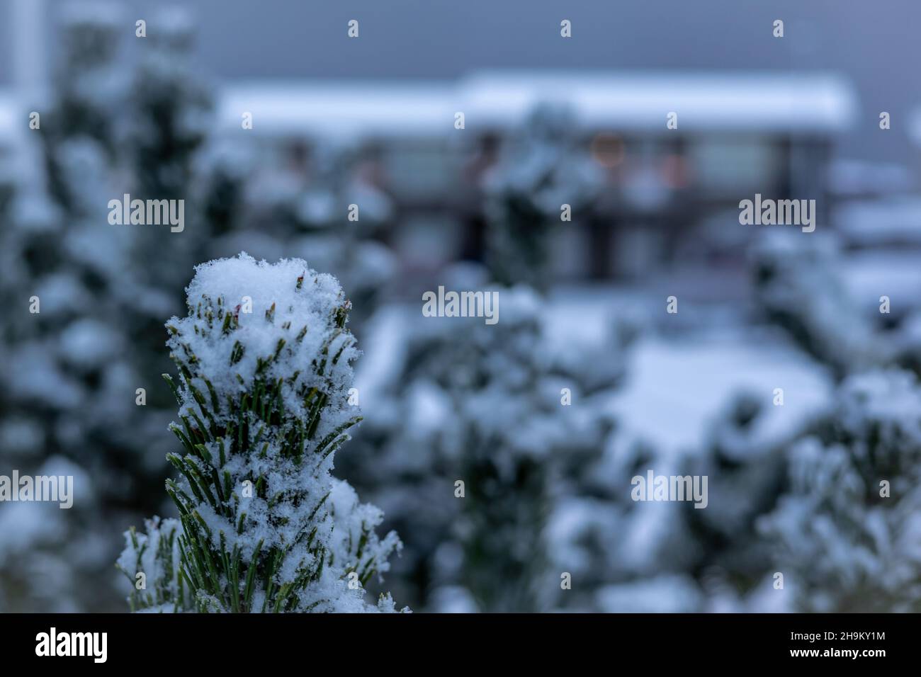 Green tree branches snow falling hi-res stock photography and images ...