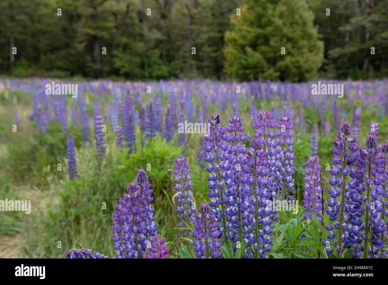 A Field of Lupin Flowers near Te Anau, Fjordland South Island, New Zealand Stock Photo Alamy