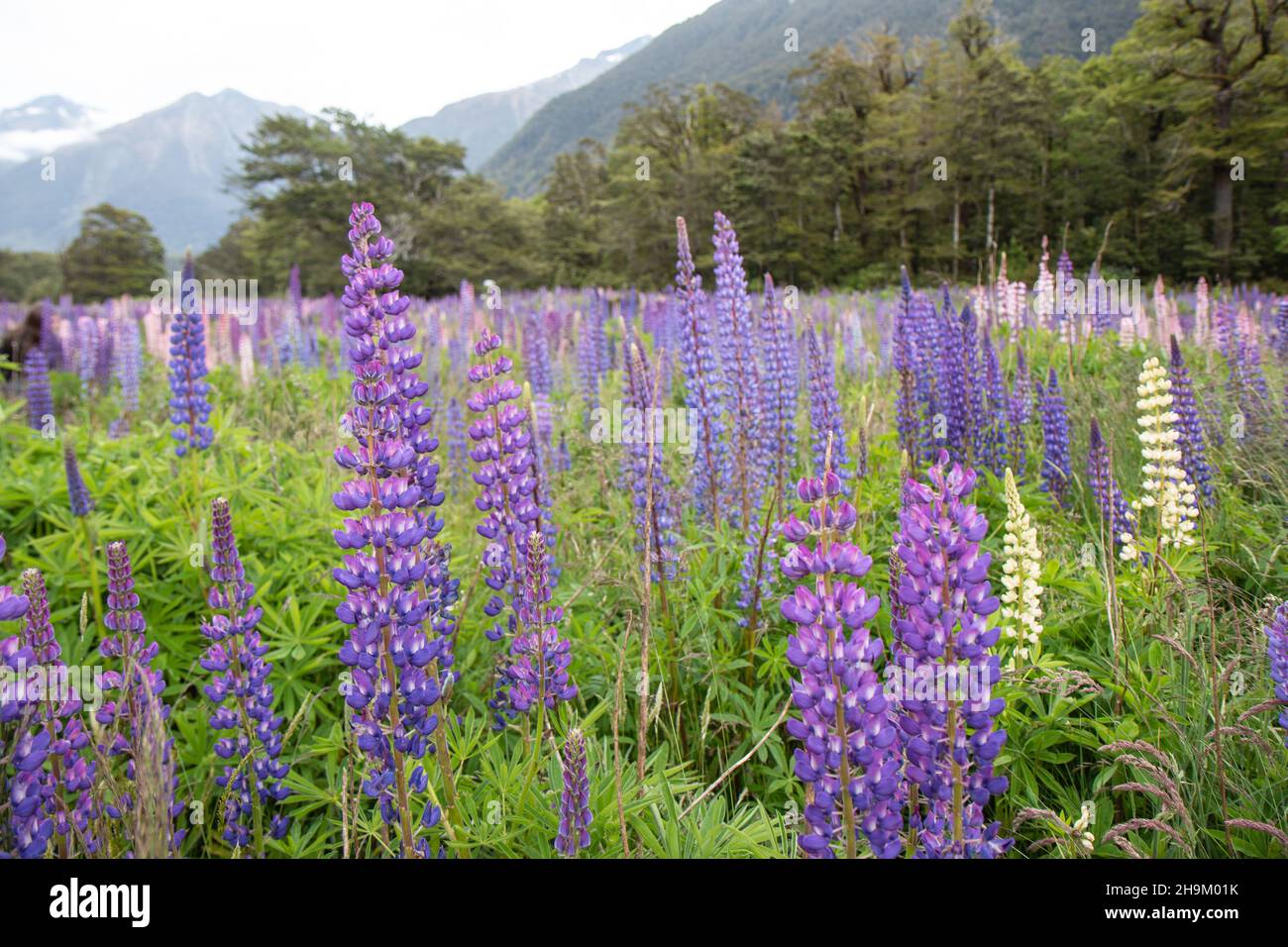 A Field of Lupin Flowers near Te Anau, Fjordland South Island, New