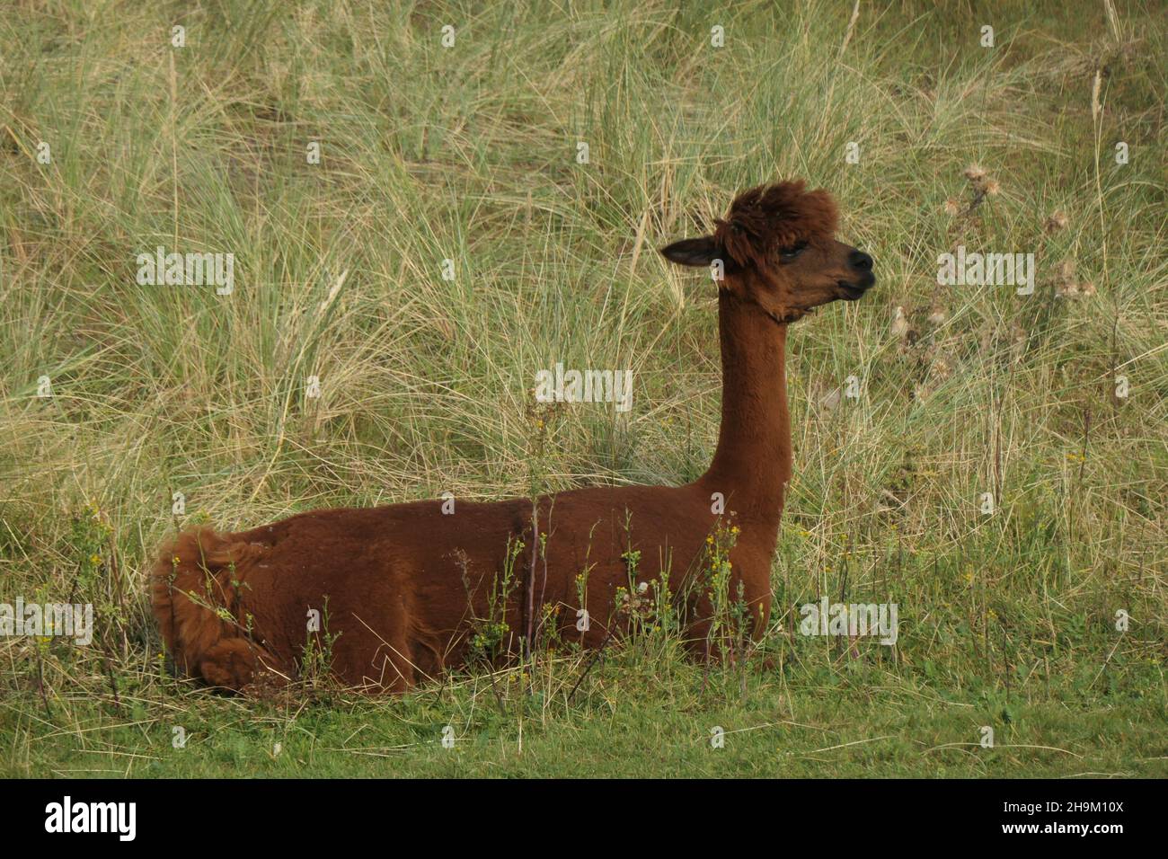 A brown alpaca lies in the grass. The mountain llama, seen from the side. Stock Photo