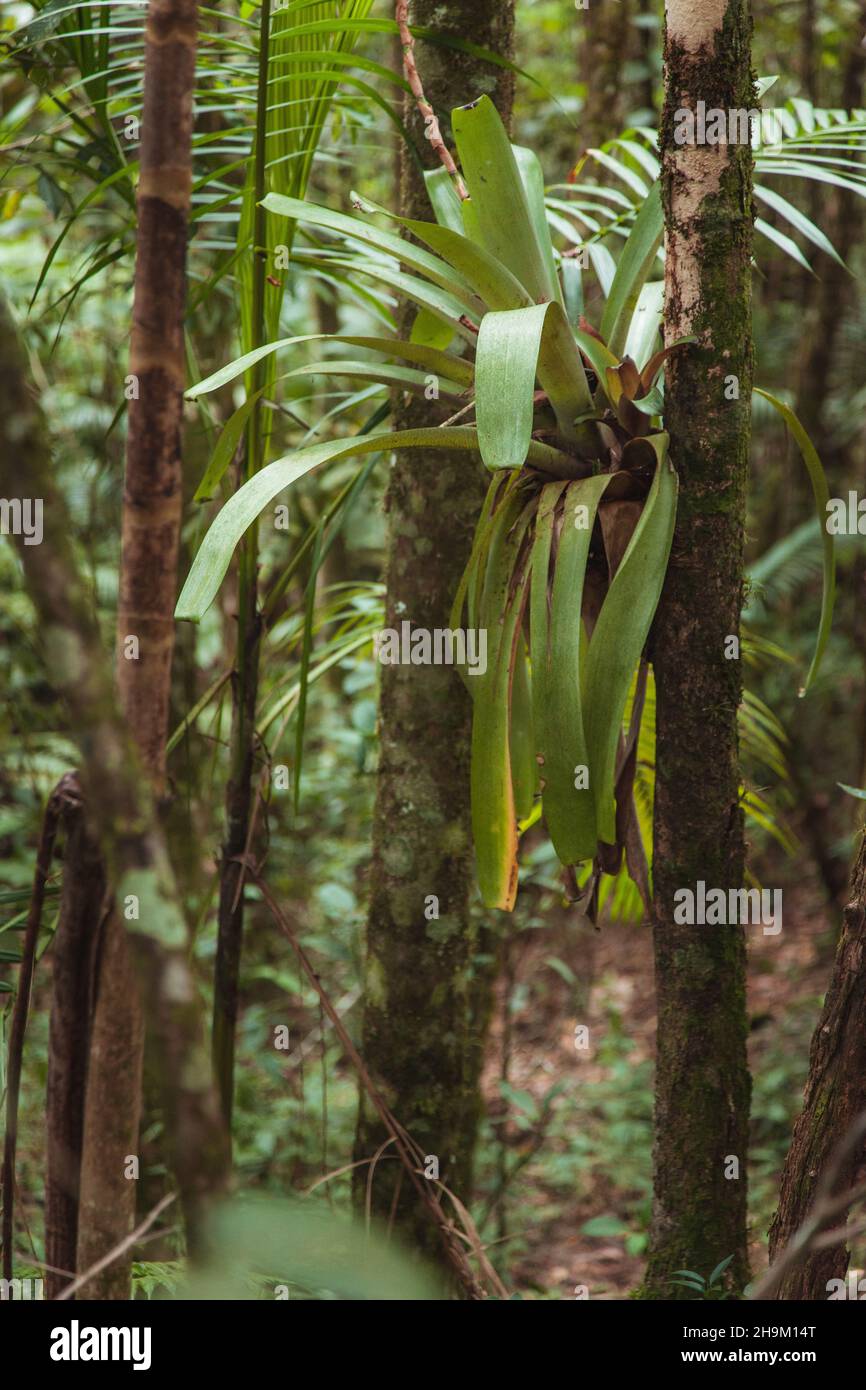 Dense jungle hi-res stock photography and images - Alamy