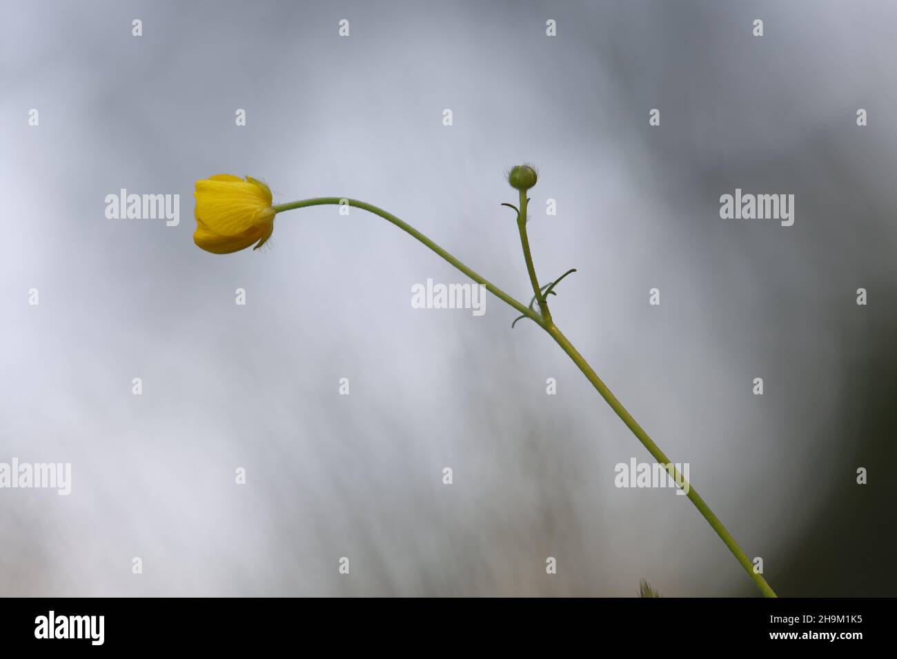 Ranunculus psilostachys. Buttercup close up with blurred background. Stock Photo
