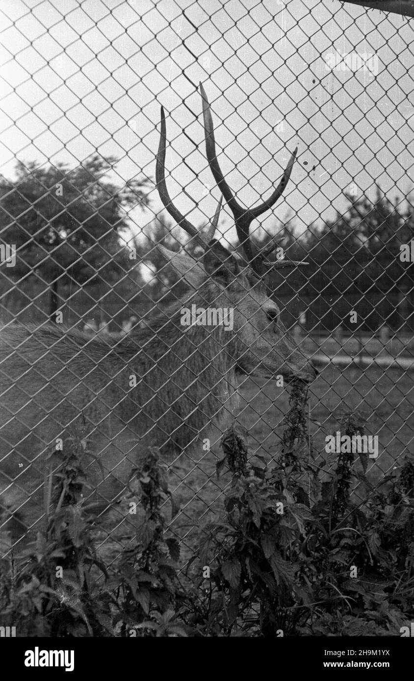 Warszawa, 1948-09. Jeleñ europejski w Miejskim Ogrodzie Zoologicznym. ka  PAP  Dok³adny dzieñ wydarzenia nieustalony.      Warsaw, Sept. 1948. A European Deer at the Municipal Zoo in Warsaw.  ka  PAP Stock Photo