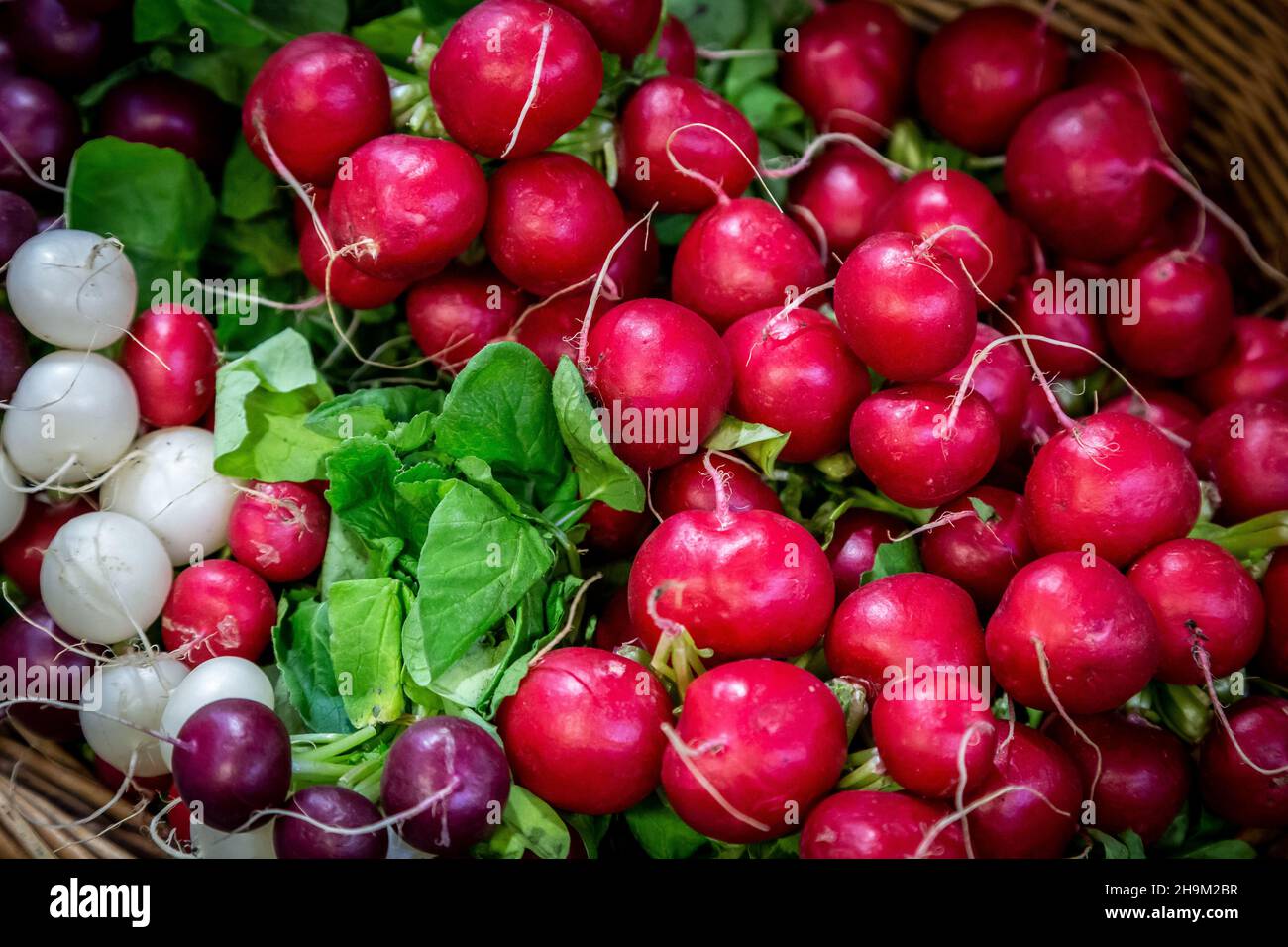 Radishes on a Farmers Market Stall Stock Photo Alamy