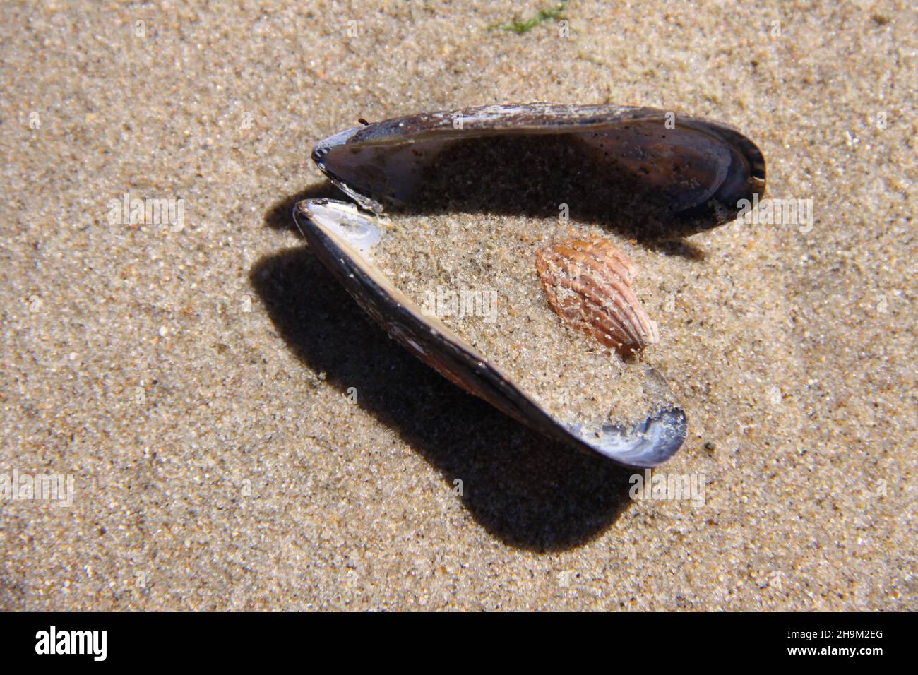 An open Mussel Shell containing a small Shell on the beach Stock Photo