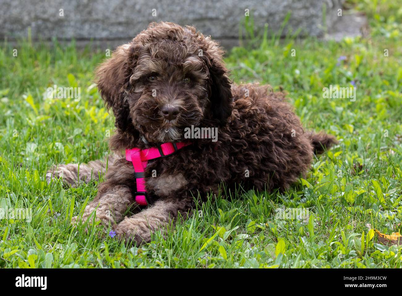 Poodle Puppy lying on Grass with pink Collar Stock Photo - Alamy