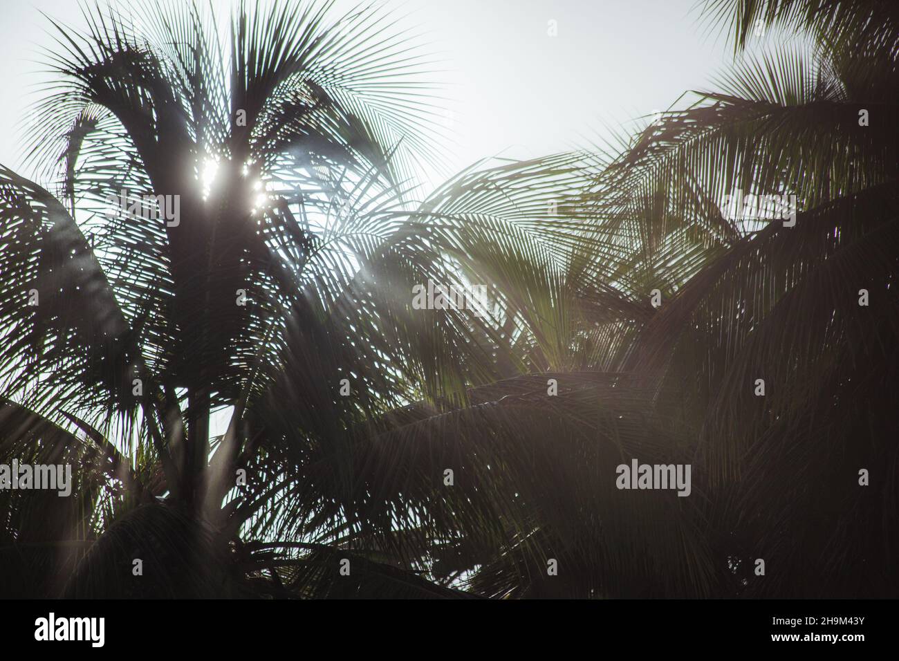 Sun throu palm trees, Brasil Stock Photo