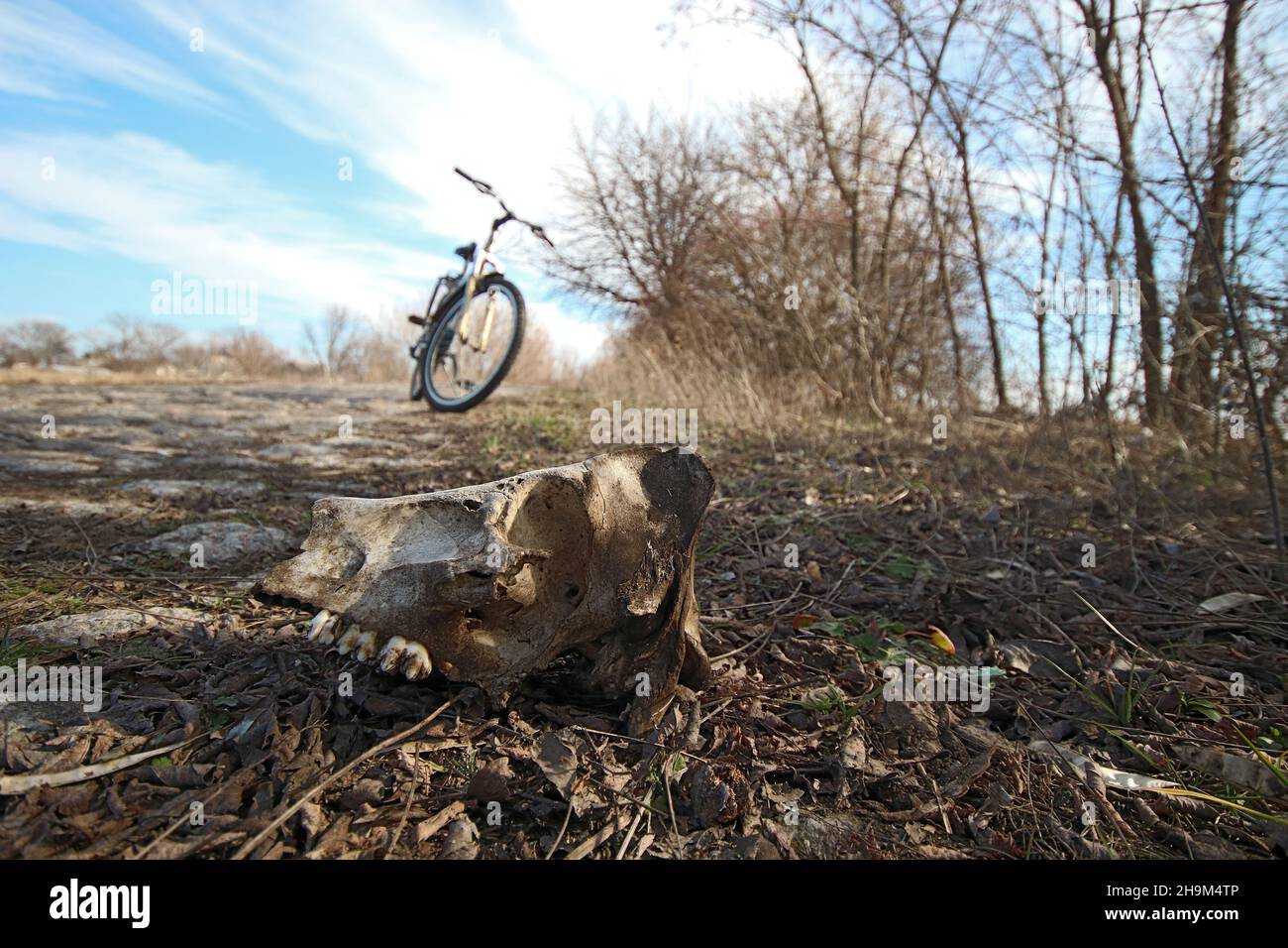 The skull of the animal is lying on the side of the road. A bicycle stands in the distance. Stock Photo