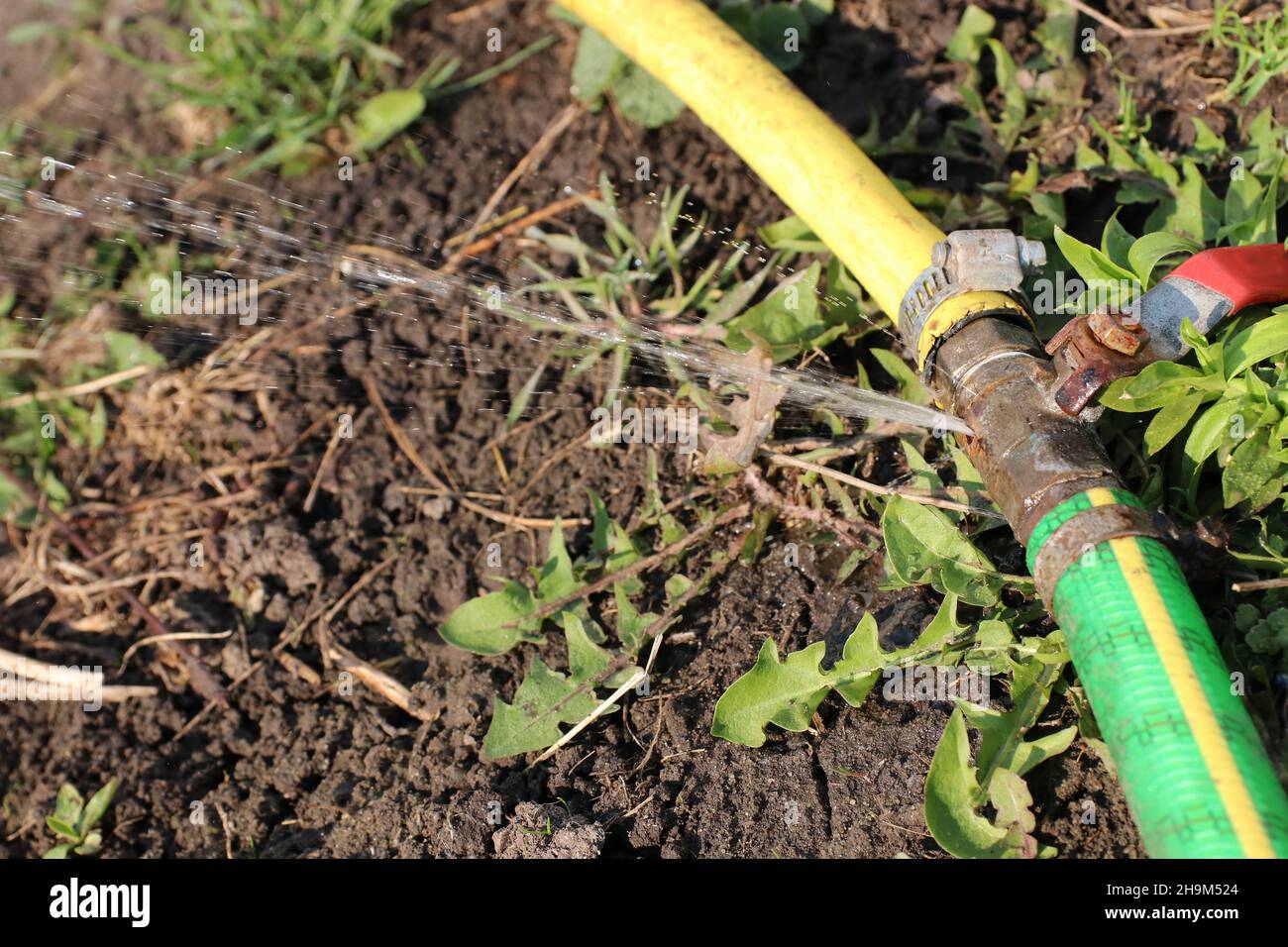 Two garden hoses joined with an old rusted shut off valve, springs a leak Stock Photo