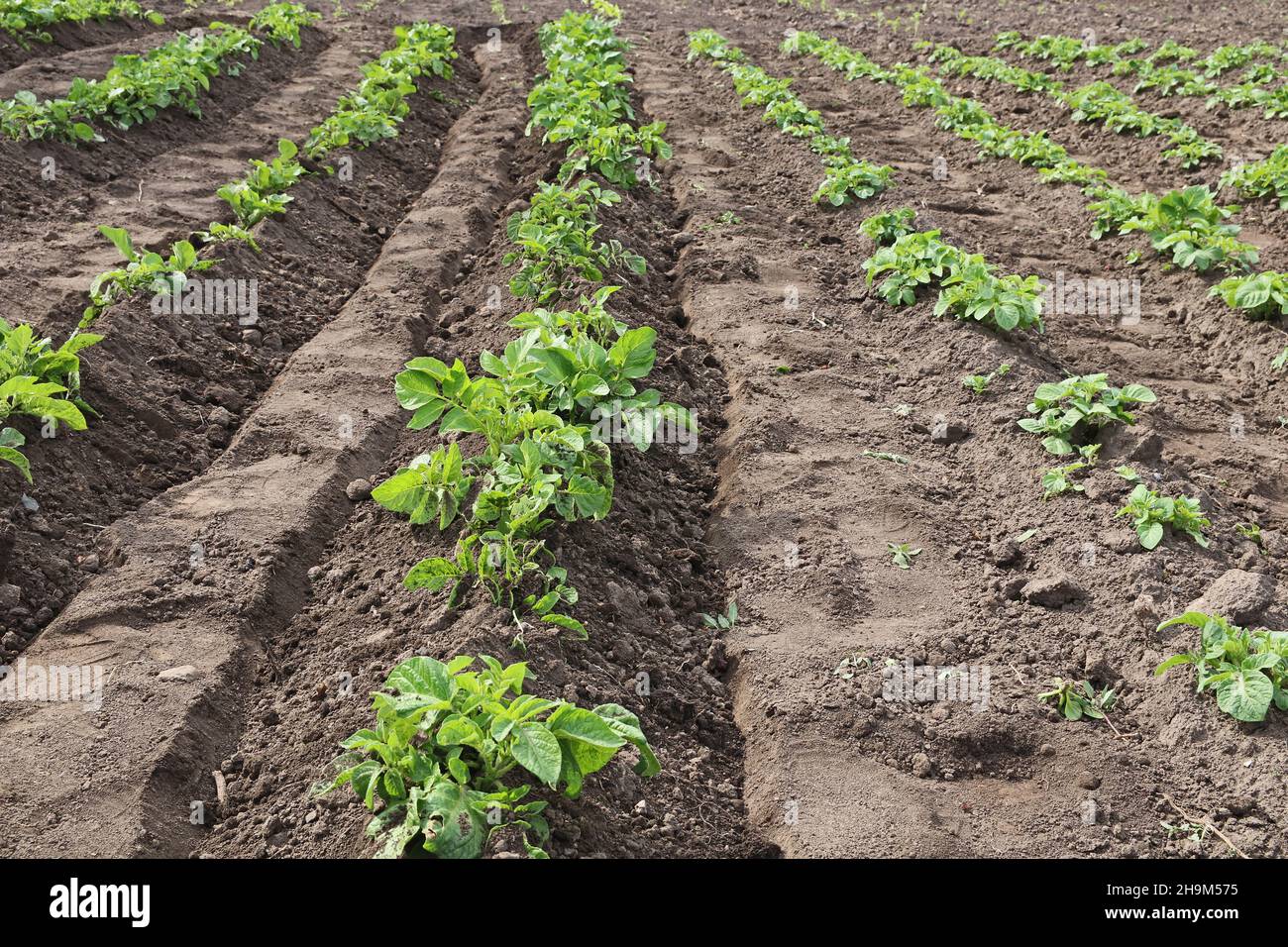 Potato growing. Potato beds before and after deep hilling Stock Photo Alamy