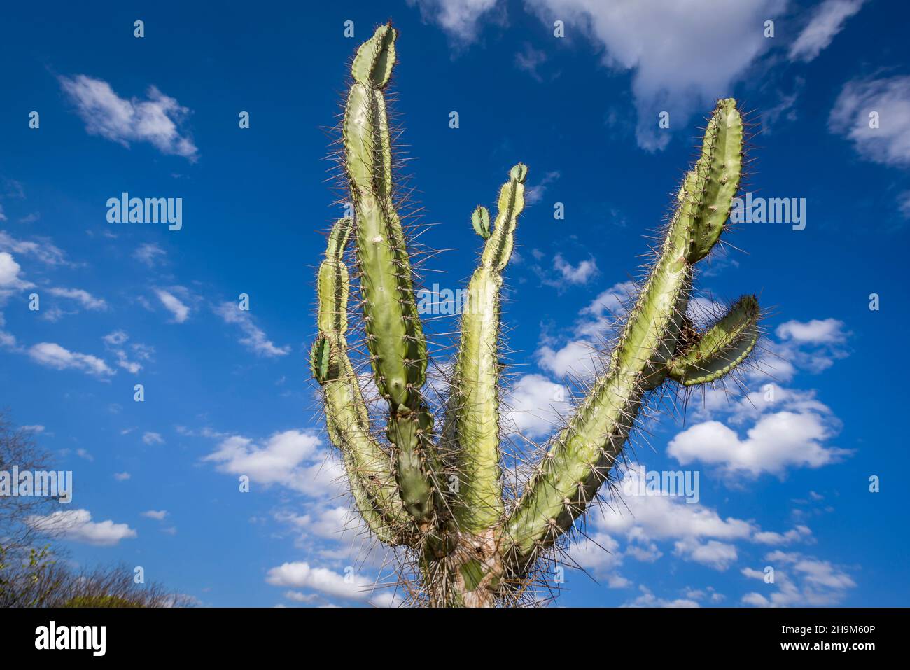 Mandacaru cactus native to the backlands of Paraiba, Brazil. Stock Photo